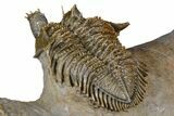 Triple Erbenochile Trilobite Association - Foum Zguid, Morocco #381177-18